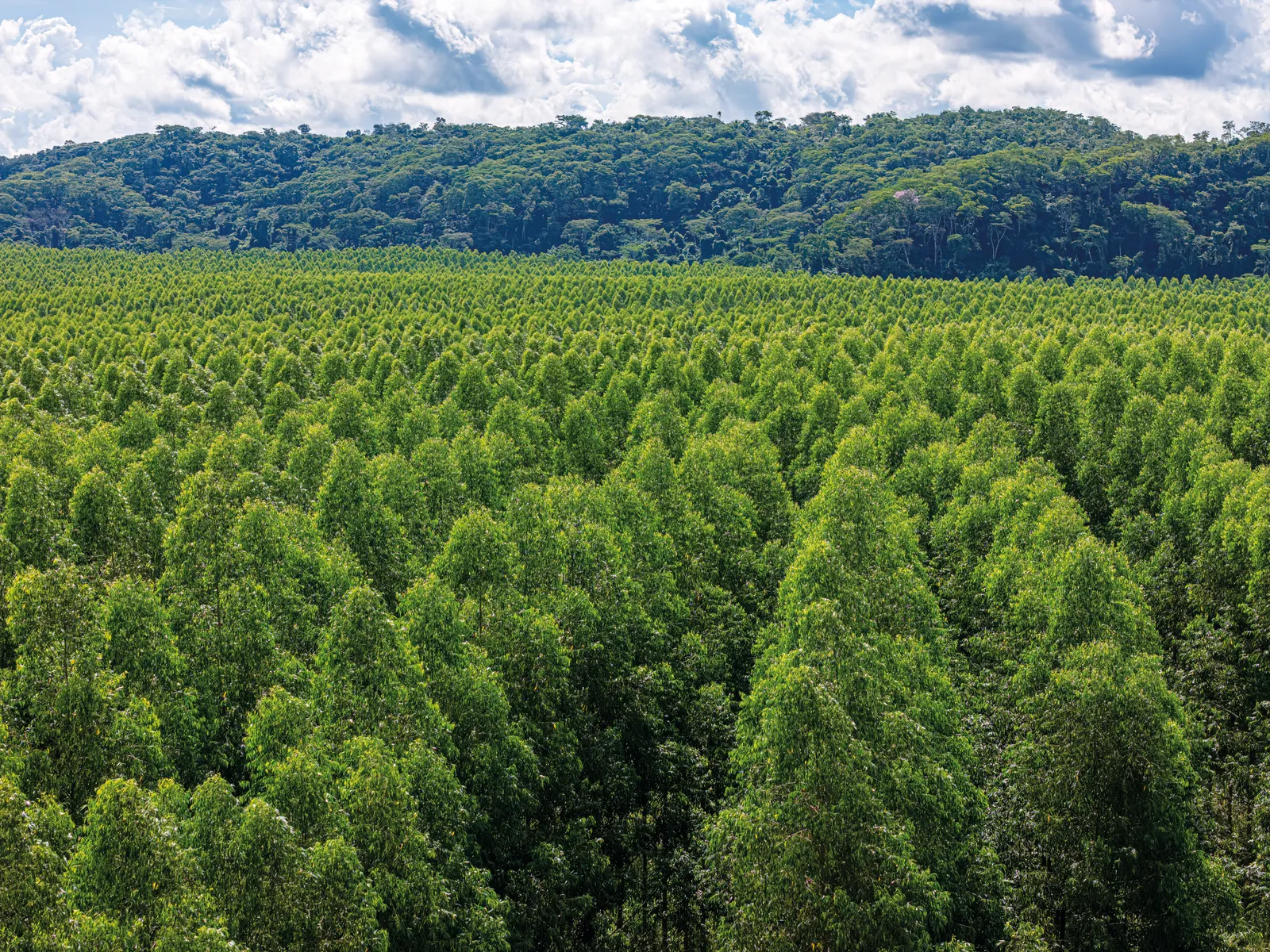 Eucalyptus plantation.