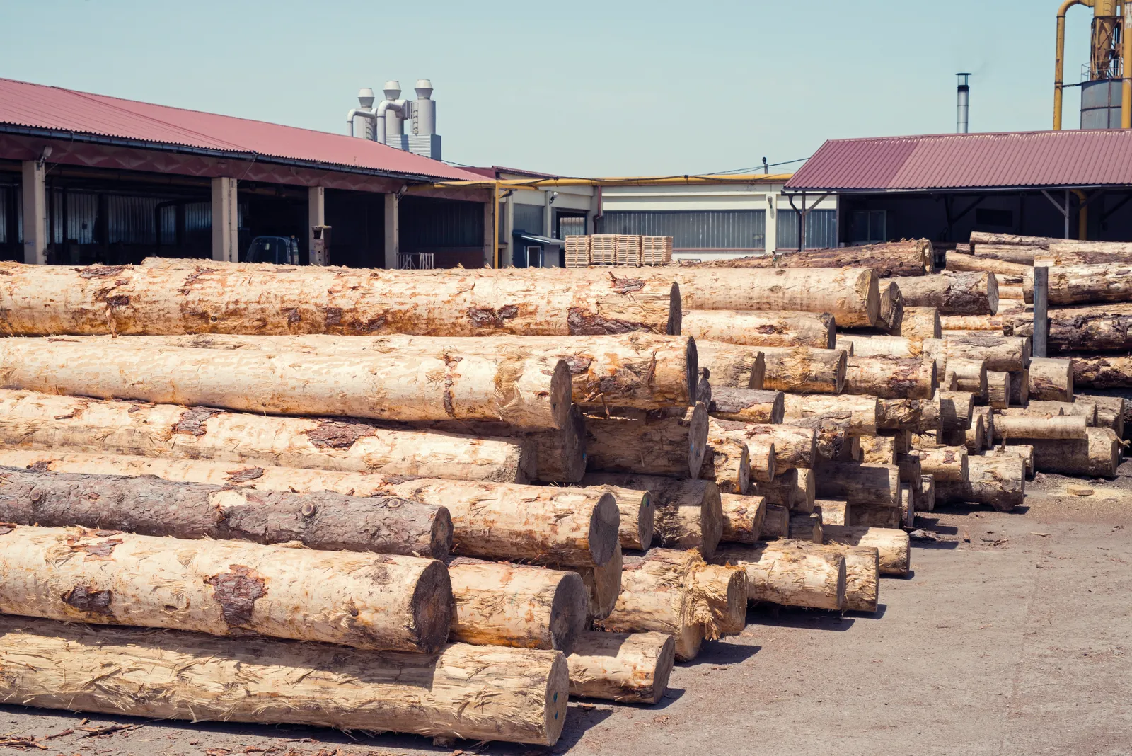 Logs ready to be cut.